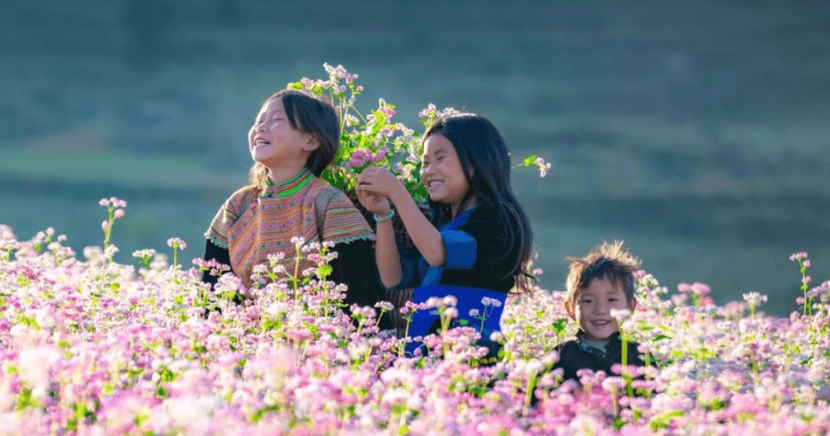 Saison des fleurs de sarrasin