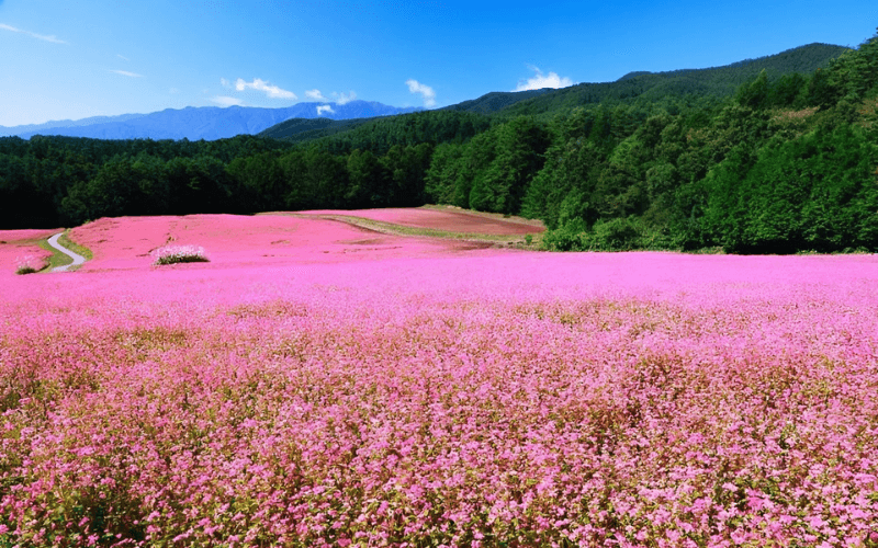 Saison des fleurs de sarrasin à Dong Van, entre nature et peuples H’Mong