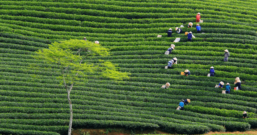 Voyage à Da Lat : guide complet pour découvrir la ville des hauts plateaux du Vietnam