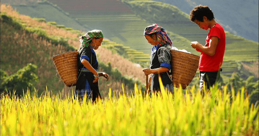 Saison des rizières mûres dans le Nord-Ouest du Vietnam – Le moment « doré » des paysages emblématiques