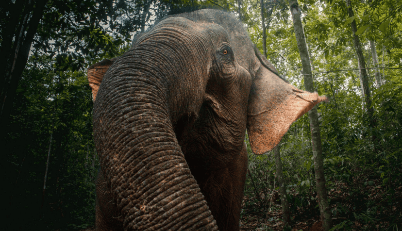 Voyage à Mondulkiri : Nature Sauvage, Éthique et Immersion au Cœur du Cambodge